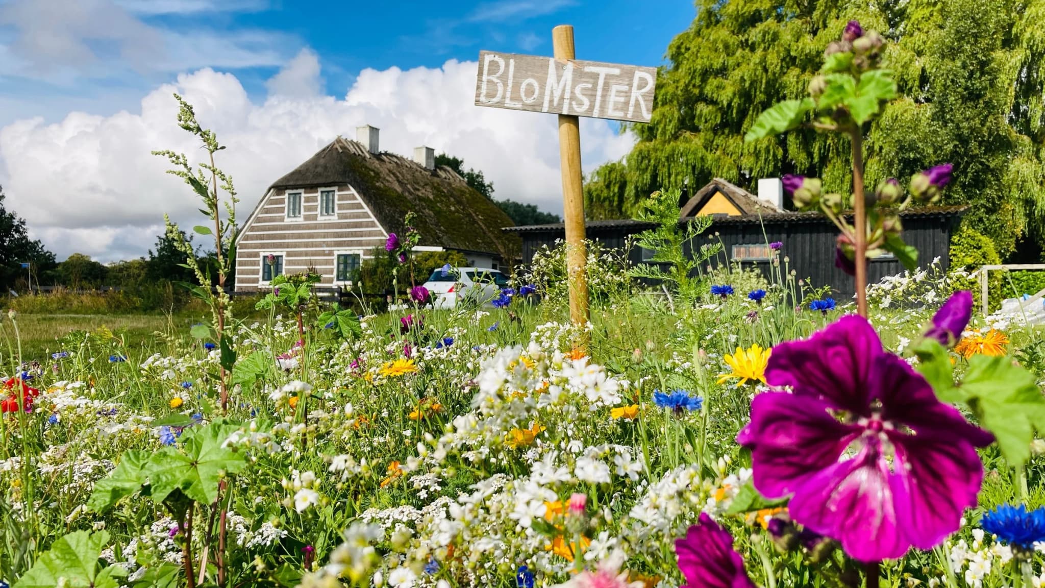 Stråtækt sommerhus set bag en blomstereng en sommerdag