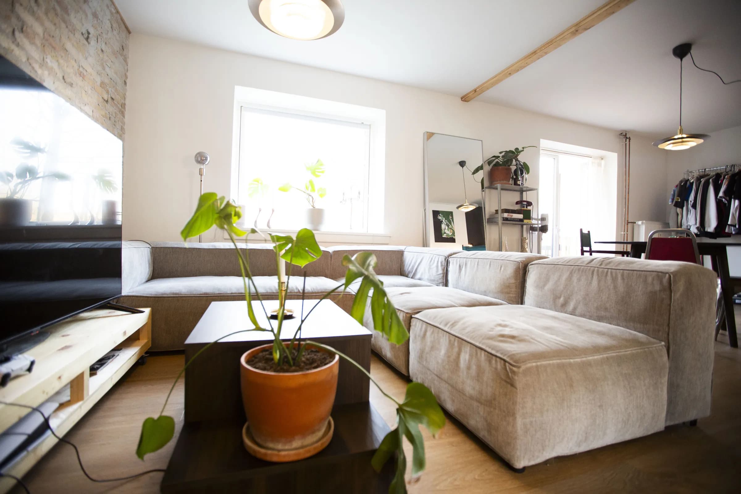Stue med lys sofa, stor potteplante og bjælker i loftet i en lejlighed på Amager